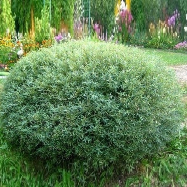 Растение Ива пурпурная Нана/SALIX purpurea Nana С3/Н 80-100