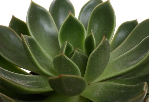 Растение Суккулент микс 8/10