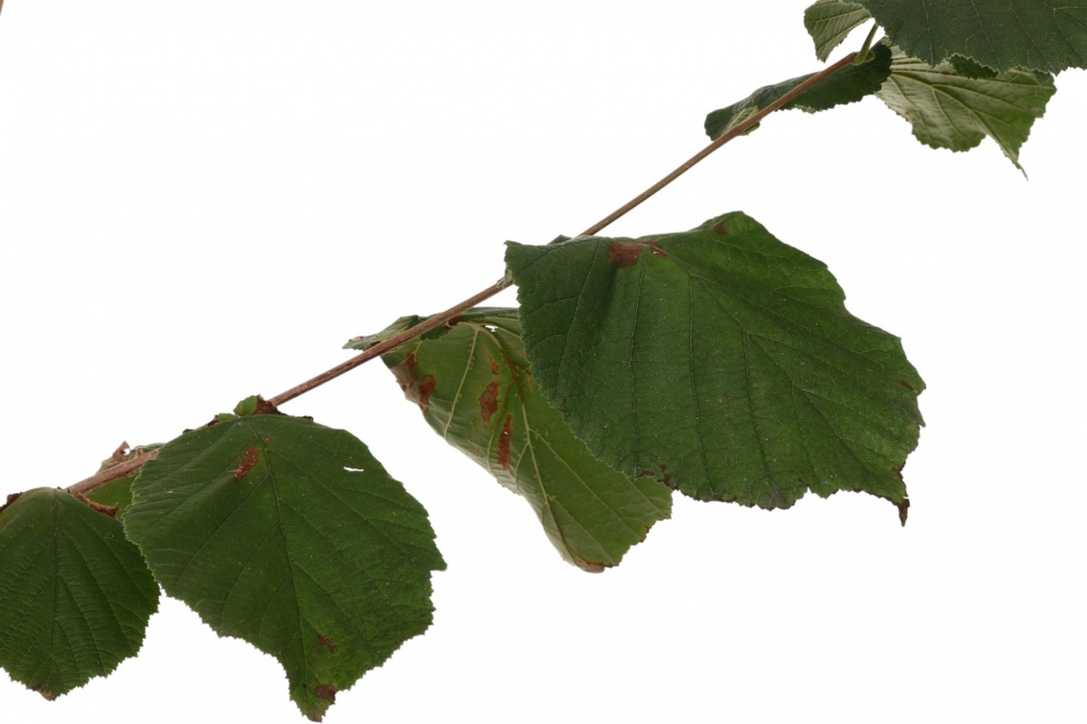 Саженец фундука 1р (C7)