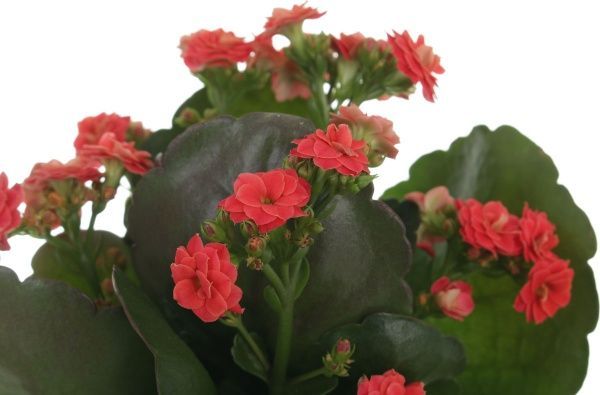 Рослина кімнатна Каланхое Тісенто 11x25 см