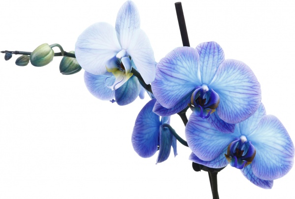 Рослина кімнатна Фаленопсис 12х60 см 1 стовбур синій (фарбований)