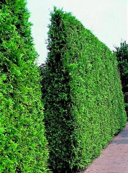 Растение Туя Брабант 160л