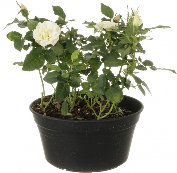 Растение Роза микс 20x35 см