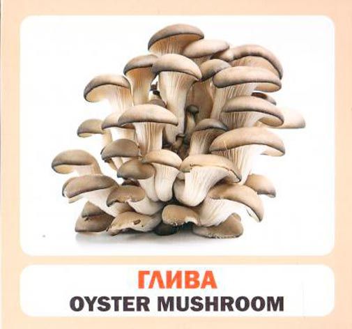 Книга «Навчальний посібник. Гриби . англ-укр»