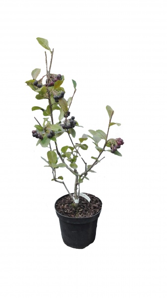 Саджанець Аронія (3 л)