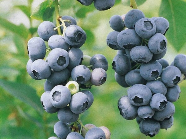 Растение Голубика Герберт 1,5 л