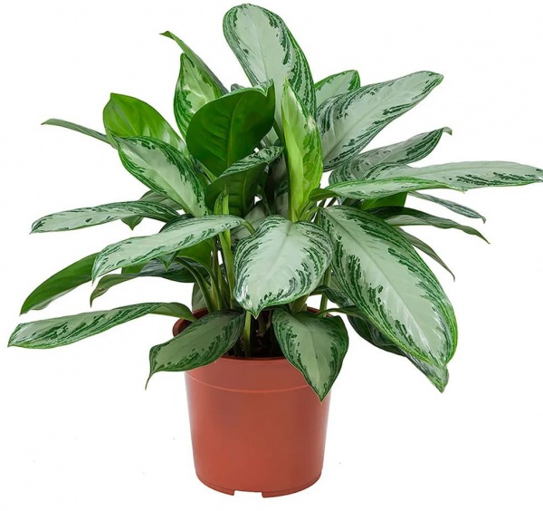 Рослина Аглаонема 11х35 біла Silver Bay