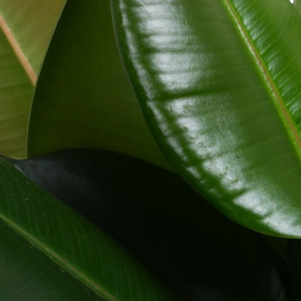 Растение Фикус 24х100 см микс.