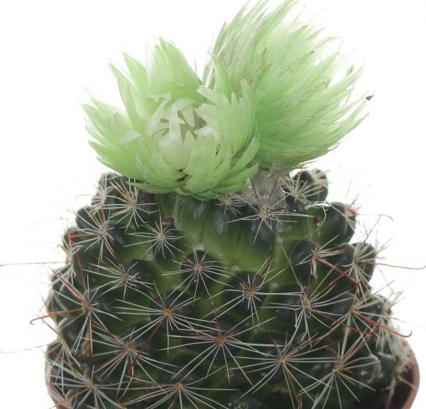 Кактус с цветком микс 5,5/10