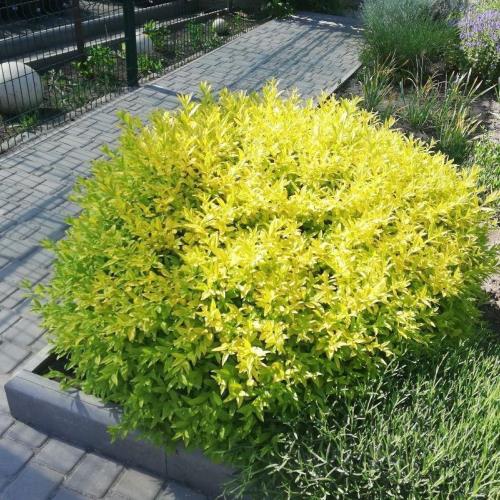 Растение Бирючина С3