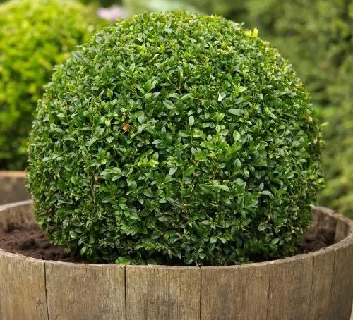 Растение Самшит вариагатный / Buxus sempervirens, С5