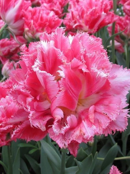 Цибулина TUBERBULB Export B.V. тюльпана бахромчастого повного Кріспіон Світ 3 шт. 