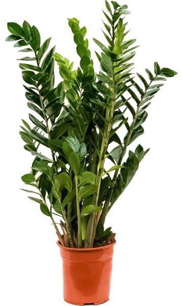 Растение Замиокулькас d12