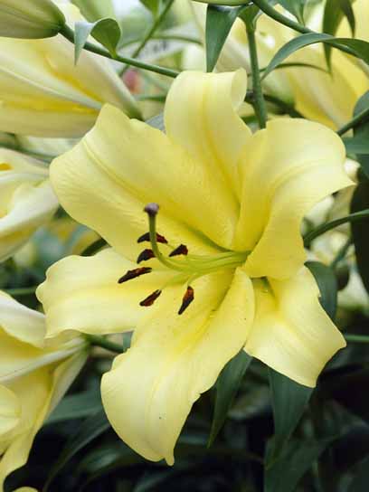 Луковица VWS EXPORT – IMPORT OF FLOWERBULBS B.V. лилии ОТ Серано 1 шт. 