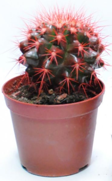 Кактус разноцветный 10/15