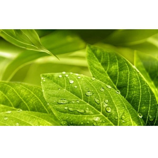 Плитка Golden Tile RELAX зелений декор №1 494311 25x40