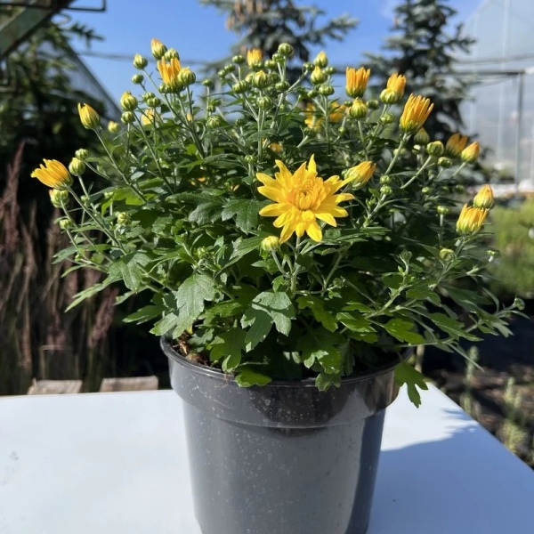 Растение Хризантема д/к d17 (горшок)