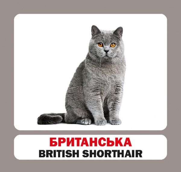 Книга «Навчальний посібник. Коти. англ-укр»