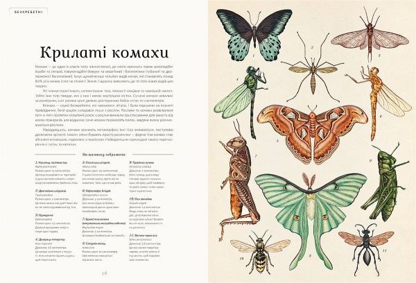 Книга Дженні Брум «Анімаліум» 978-617-679-376-2