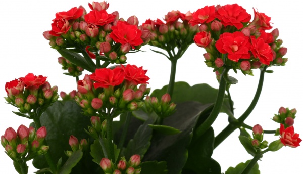 Растение декоративное Каланхое Розалин микс (12/25)