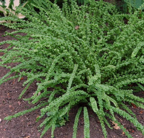 Растение Кочедыжник Женский Frizelliae