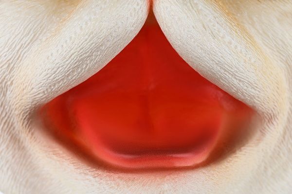 Игрушка-рукавичка Same Toy Кот рыжий X326-R-UT