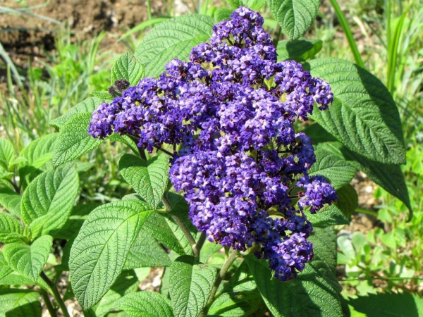 Семена Професійне насіння гелиотроп Морской карлик 0,05 г (4823058202792)