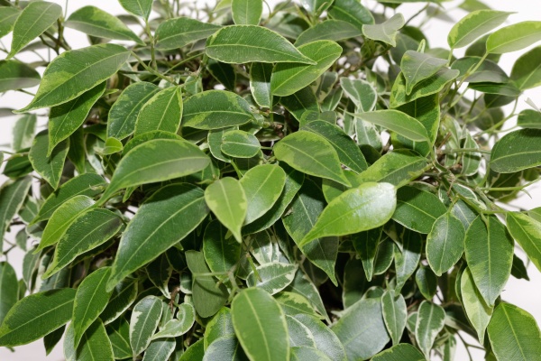 Растение фикус бен даниэлла 12/40