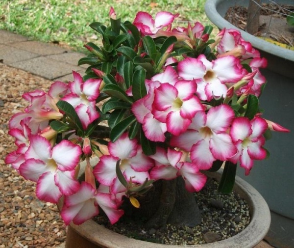 Растение Адениум пикоти d11/h25 