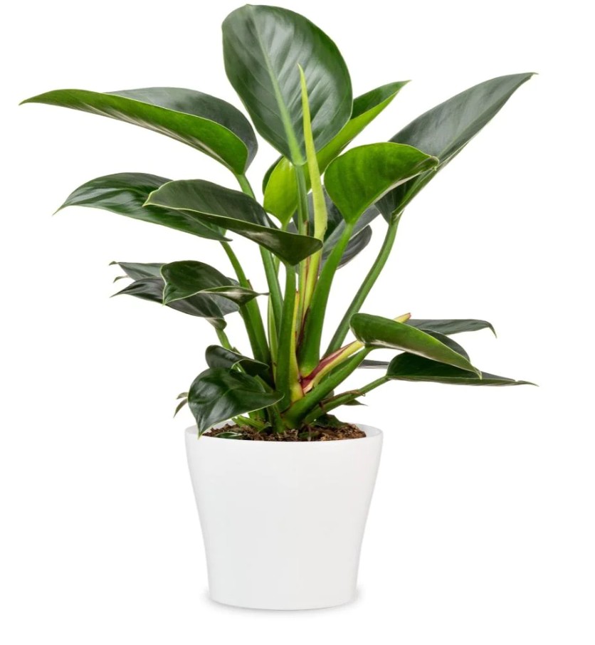 Кашпо під вазони кераміка 808, 13