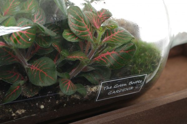 Рослина декоративна Тераріум у горизонтальній пляшці 58/25