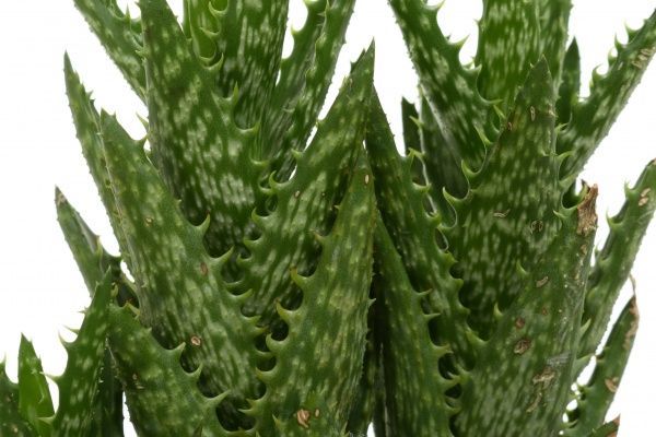 Растение Хавортия 8х15 см