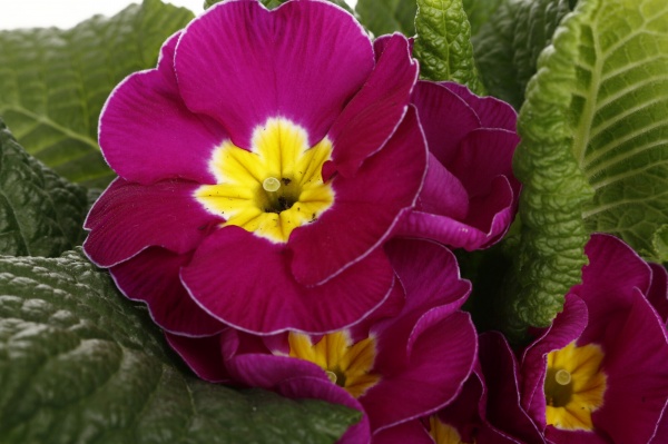 Растение комнатное Примула Acaulis 10/15