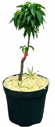 Саженец Персик, Абрикос, Нектарин в ассортименте 1 шт