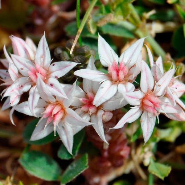 Растение Очиток испанский С1