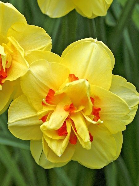 Луковица TUBERBULB Export B.V. нарцисса Таити 3 шт. 