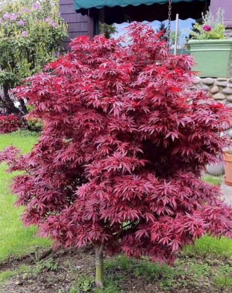 Растение Клен Шайна d19/h50