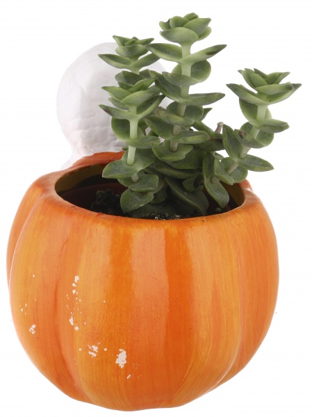 Суккулент в горшке хелоуин 6/12