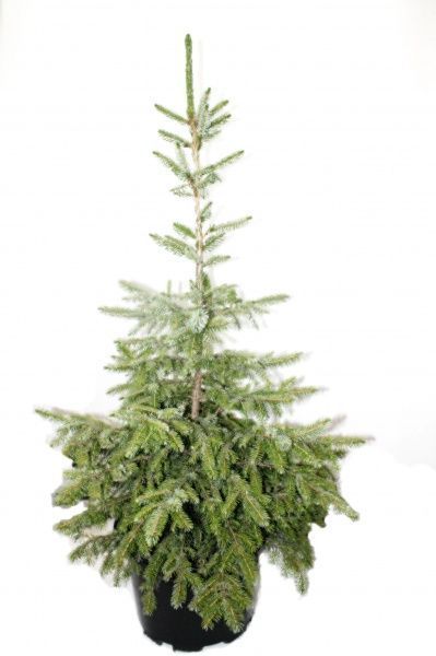 Саженец MegaPlant Ель сербская 80-100 С45