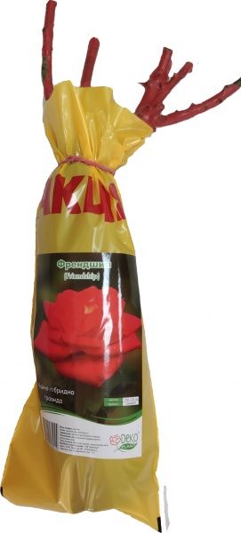 Саджанець Dekoplant Троянда чайно-гібридна Френдшип