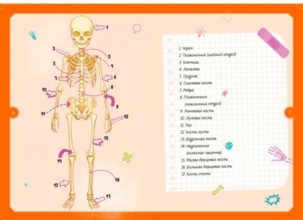Книга «Детская энциклопедия. Тело человека» 978-5-389-14752-2
