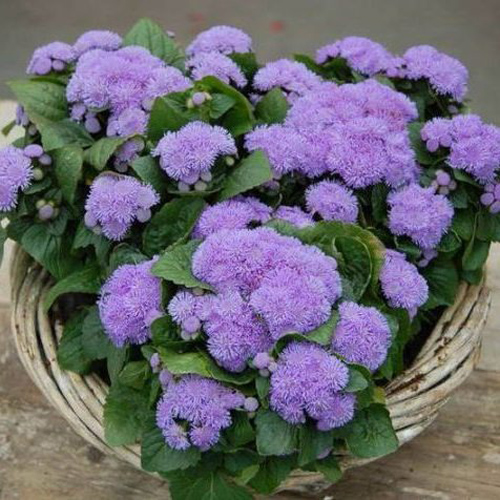 Растение Агератум Гавайи (синий) d9