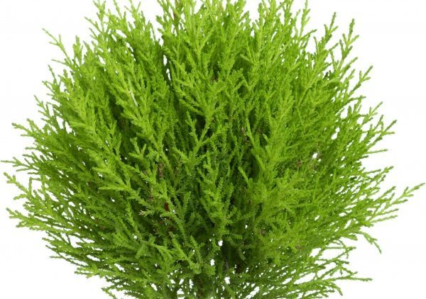 Растение Купресус 17х85 см штамб