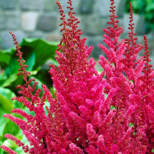 Растение Астильба Dusseldorf С3