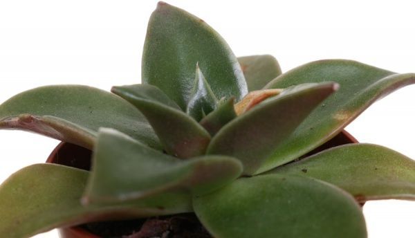 Рослина Ехіверія 5х10 см