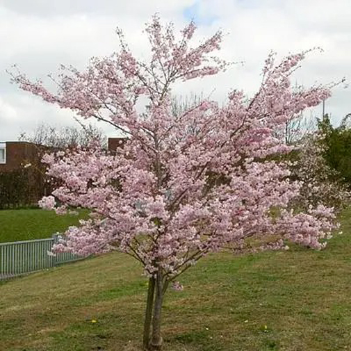 Растение Сакура кустовая Микинори / Prunus incisa 'Mikinori' С7.5 /Н 100-120