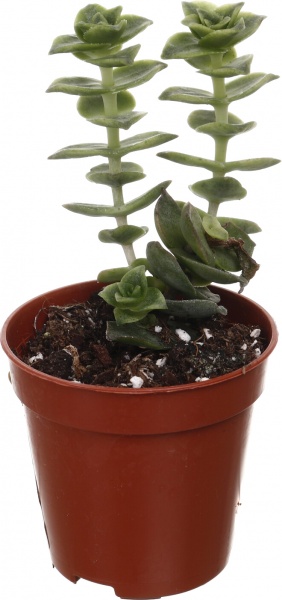 Рослина кімнатна Сукулент мікс 5х8 см