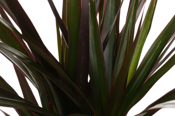 Растение Драцена Маргината d11/h40