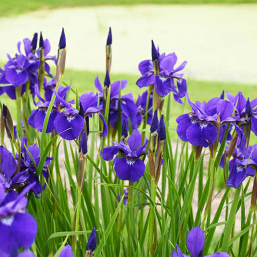 Растение Ирис сибирский Caesar`s Brother С3