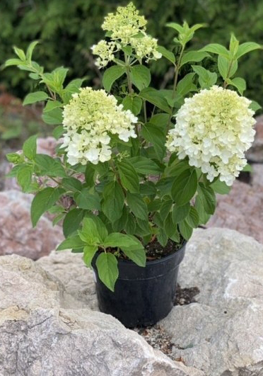 Рослина Гортензія волотиста Silver Dollar (V21-S23 h100 d70 C35)